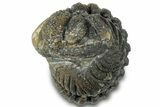 Wide Enrolled Morocops Trilobite - Morocco #310740-1